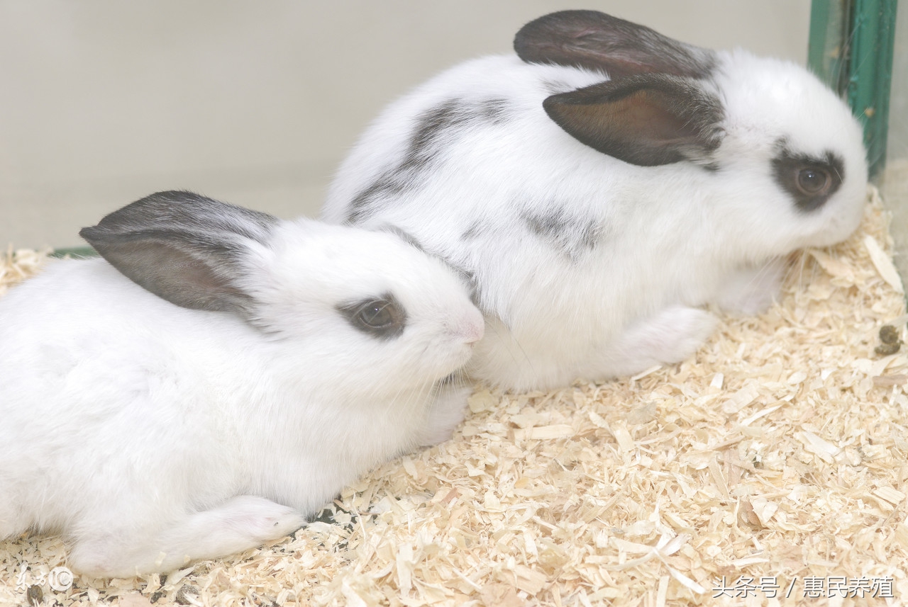 养兔高手谈经验,养兔技术高效