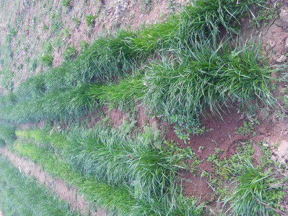 养羊人懂得这十个道理就会赚钱,养羊掌握5个要点想不赚钱都难