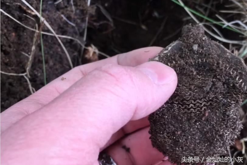 男子在海边捡到一个奇怪的东西,男子捡到奇怪物