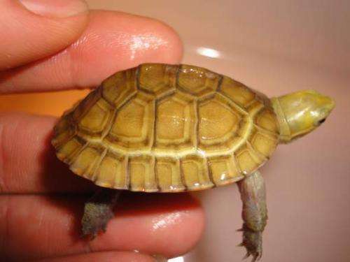 黄喉龟养殖方法和注意事项,黄喉小青龟饲养