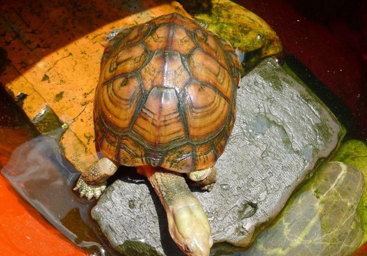 黄喉龟养殖方法和注意事项,黄喉小青龟饲养