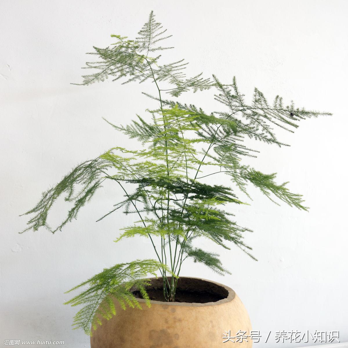 文竹怎么样越冬,文竹冬天能越冬吗