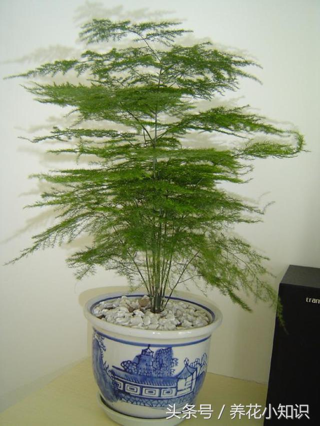 文竹怎么样越冬,文竹冬天能越冬吗