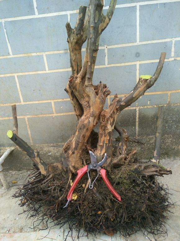 盆景雀梅怕冷吗,盆景雀梅好养吗怎么养