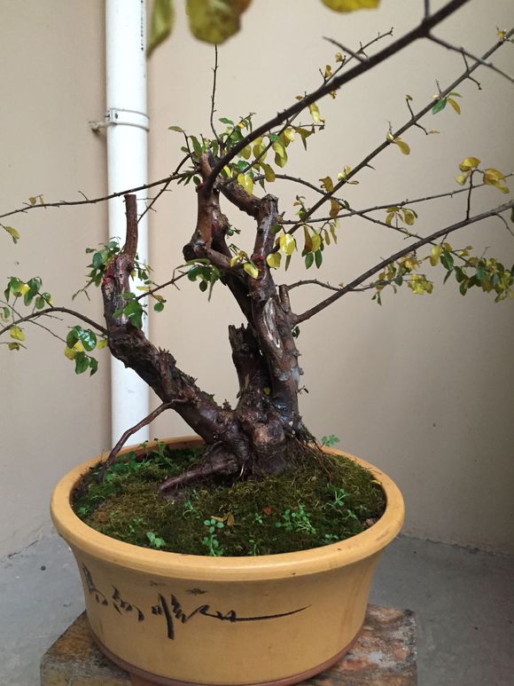 盆景雀梅怕冷吗,盆景雀梅好养吗怎么养