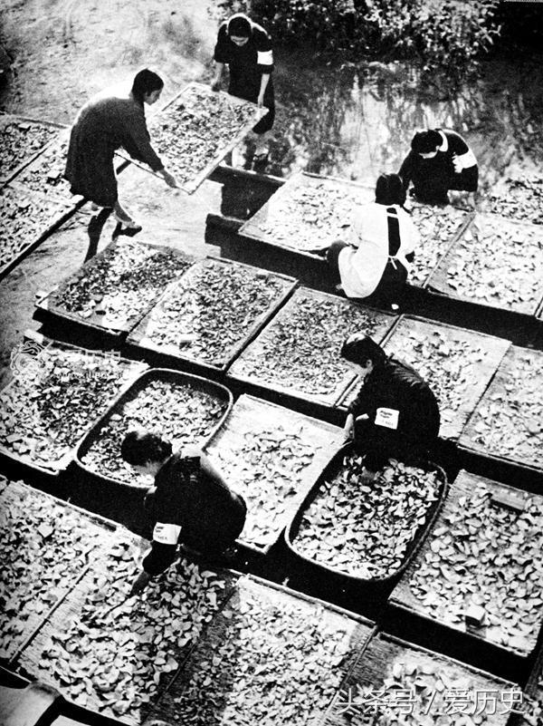 战时狂热的日本女子青年团把青春一心一意献给了侵略