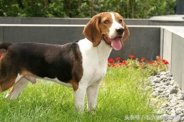 比格狗图片,长得和比格相似的狗