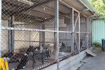 有灵性的狗狗看得人好心酸,狗场的狗狗的悲惨生活