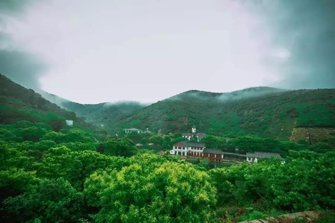 世界上最顶级绿茶,上等极品好茶碧螺春