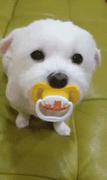 狗年来了,送你50个关于狗的歇后语,笑的肚子疼!祝你狗年开心!