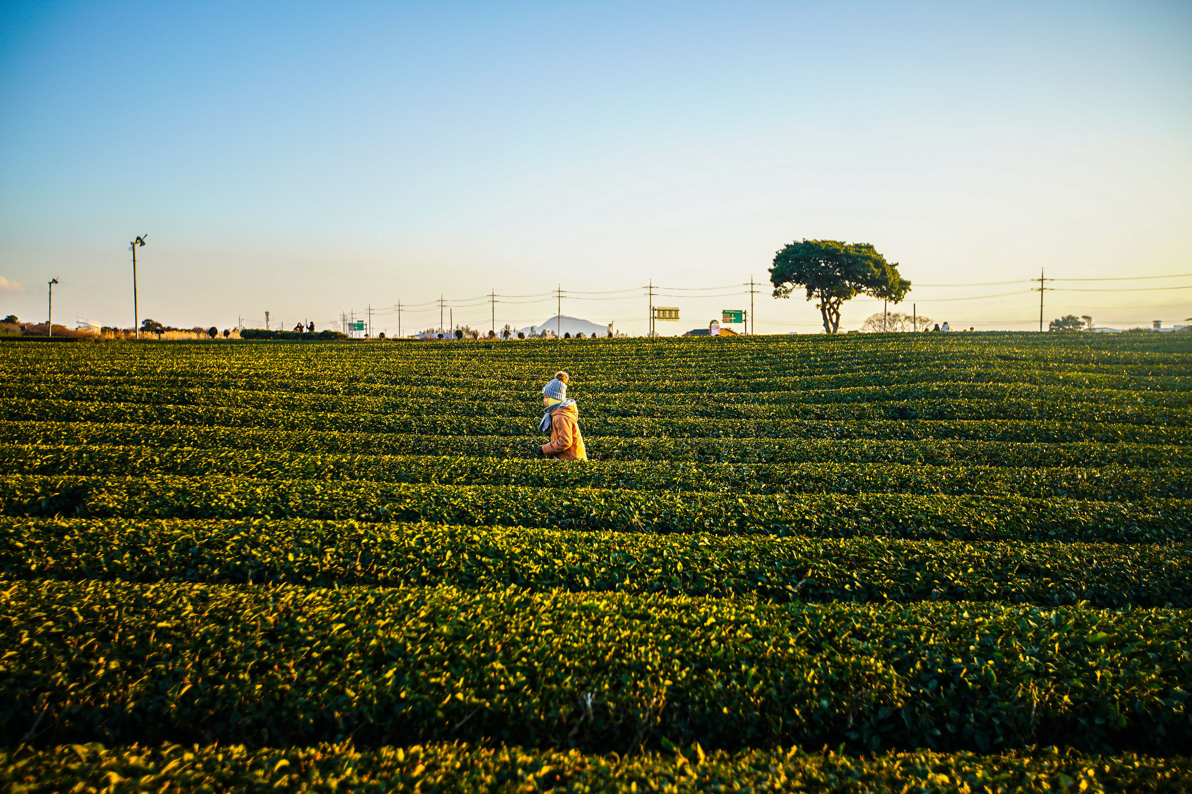 韩国人眼中的济州岛,韩国济州岛的特点