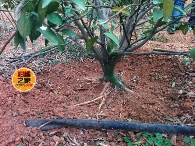 柑橘脚腐病防治视频,柑橘脚腐病是什么原因