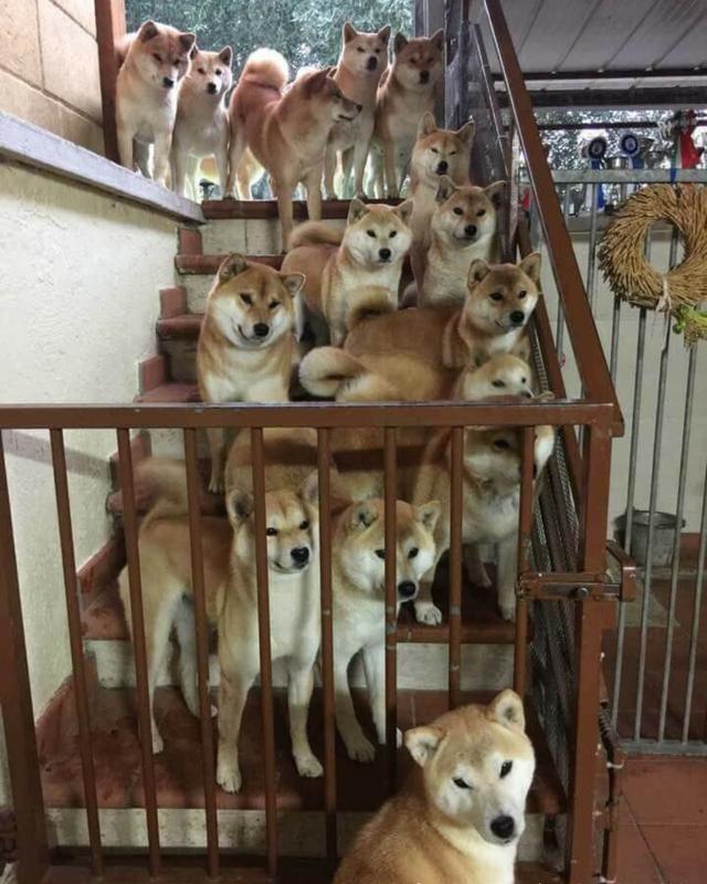 宠物囧事合集,狗狗放屁太臭了熏到主人怎么办