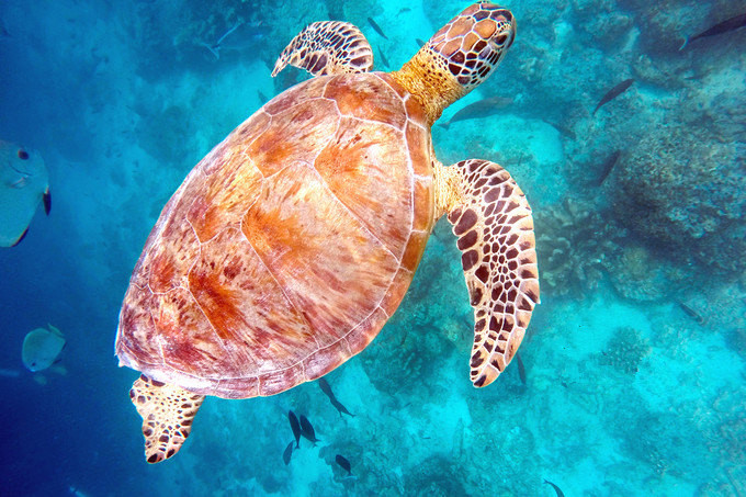 去沙巴旅游的原因,一定要去马来西亚的理由