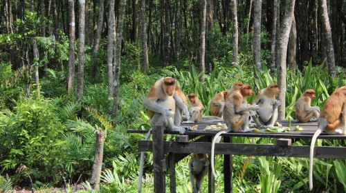 去沙巴旅游的原因,一定要去马来西亚的理由