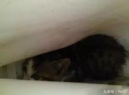 奶猫被抛弃后冻死,小奶猫被遗弃外面能活吗