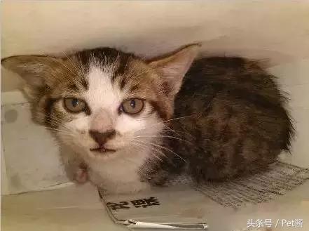 奶猫被抛弃后冻死,小奶猫被遗弃外面能活吗