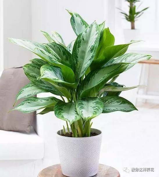 万年青如何养才茂盛,万年青怎么养才能更旺盛