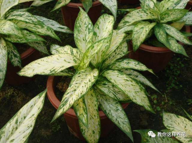 万年青如何养才茂盛,万年青怎么养才能更旺盛