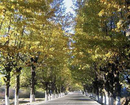 茂密的白杨树,东高地的白杨树