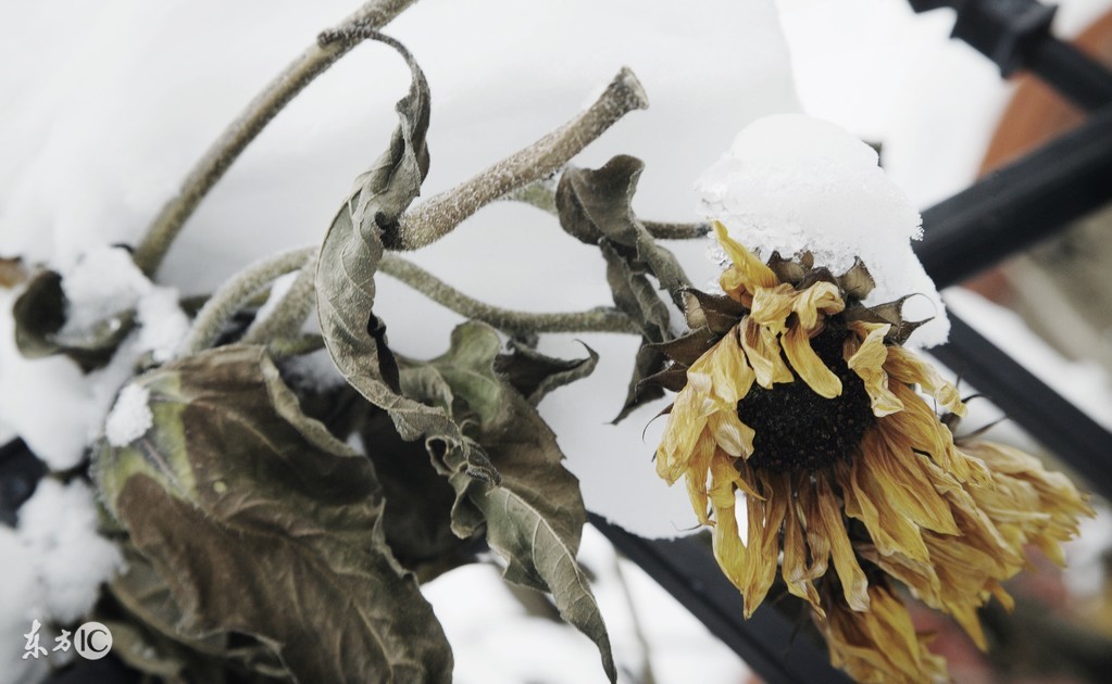 下雪天植物怎样防冻,下雪天月季怎么办