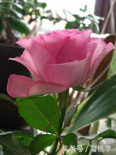 蔷薇玫瑰月季一年开几次花,怎么区分月季蔷薇和玫瑰