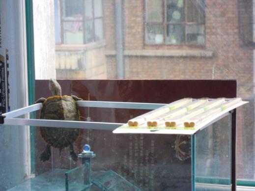 一只巴西龟的真实故事,巴西龟一生只认一个主人吗