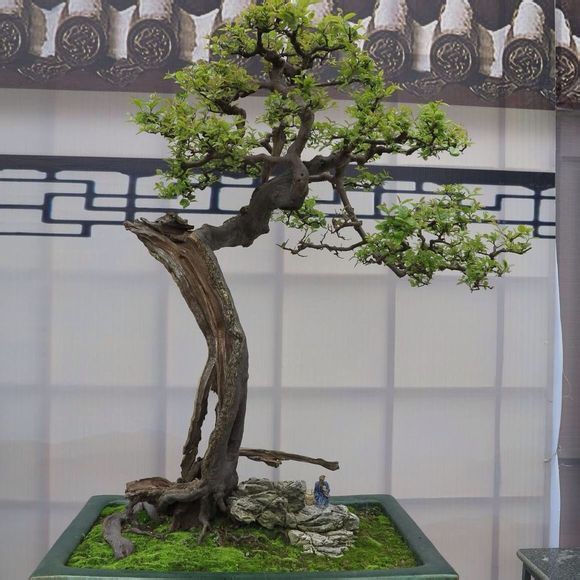 盆景雀梅怕冷吗,盆景雀梅好养吗怎么养