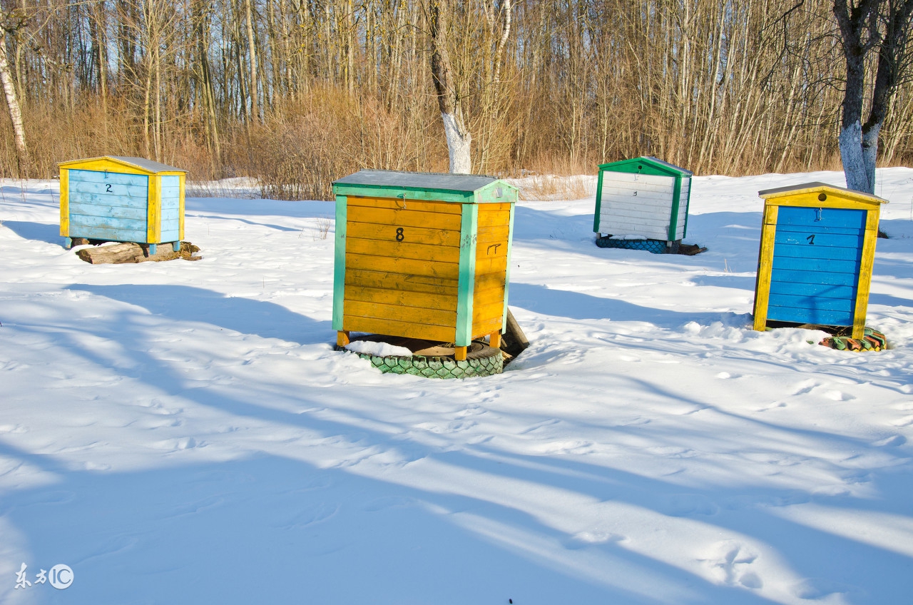 养蜂日历之春季蜂群快速发展方法,春季蜂群养蜂技术指南视频