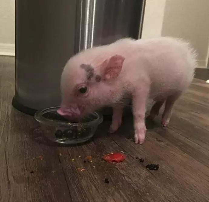 如果你们愿意这样去相爱，怎怕没结局？（我与木木的日常17）