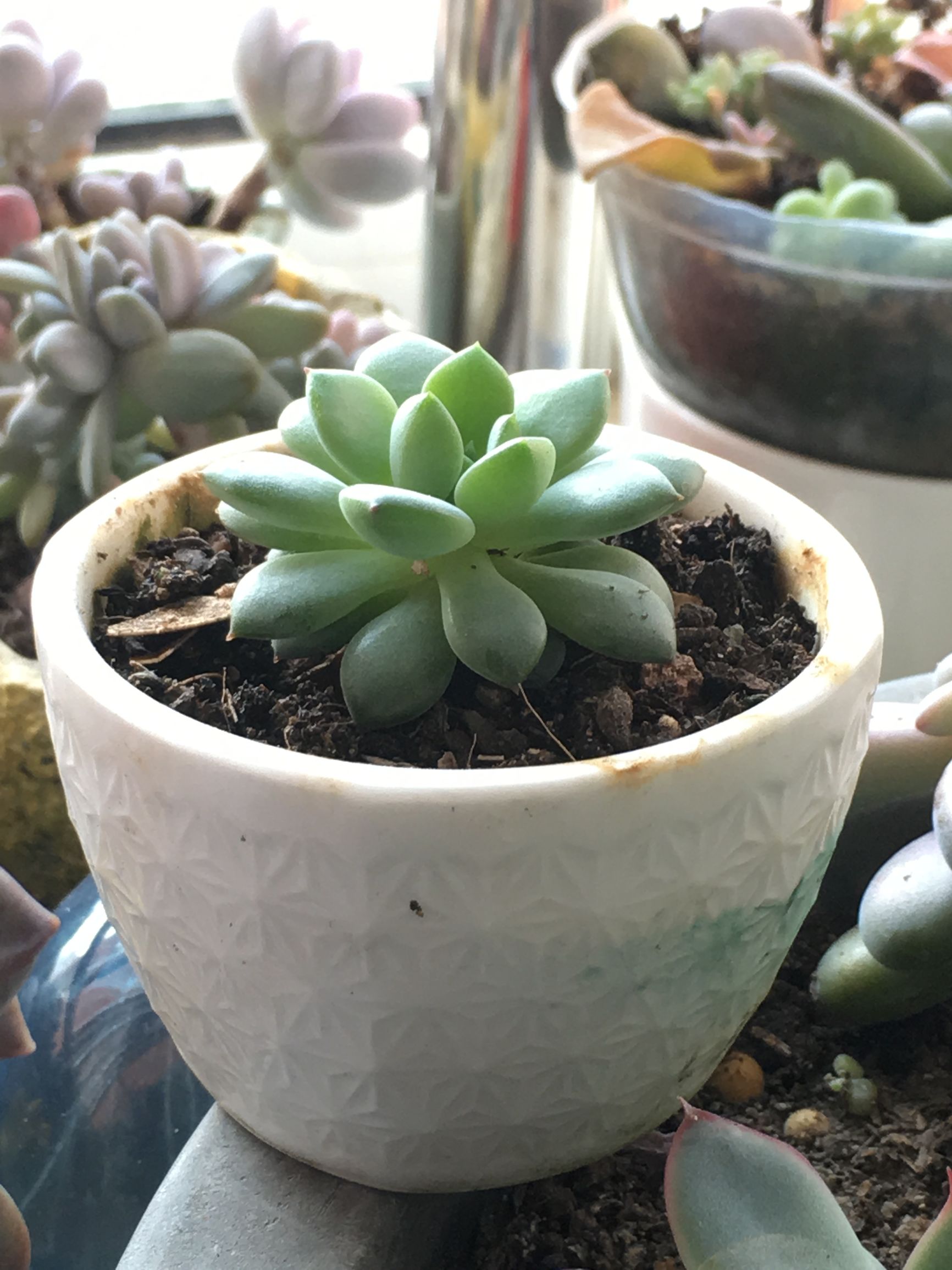 多肉植物麦秆叶插,多肉植物叶片分株