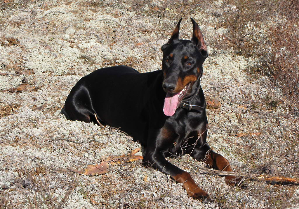 导致狗狗毛发粗糙的几大原因,狗狗毛发枯燥