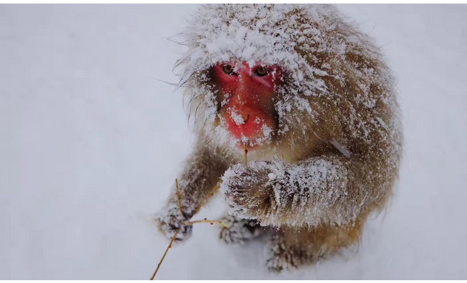 为了赚钱，用猴子泡温泉赚眼球！网友说：太心疼了，看不下去了