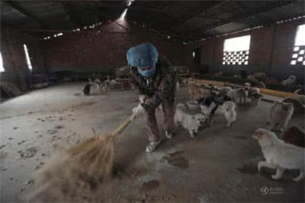 有灵性的狗狗看得人好心酸,狗场的狗狗的悲惨生活