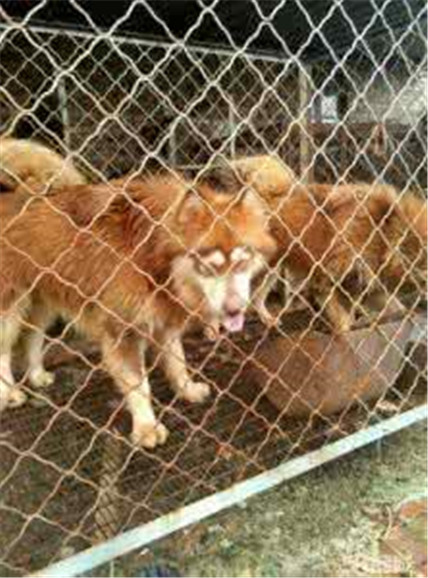 有灵性的狗狗看得人好心酸,狗场的狗狗的悲惨生活