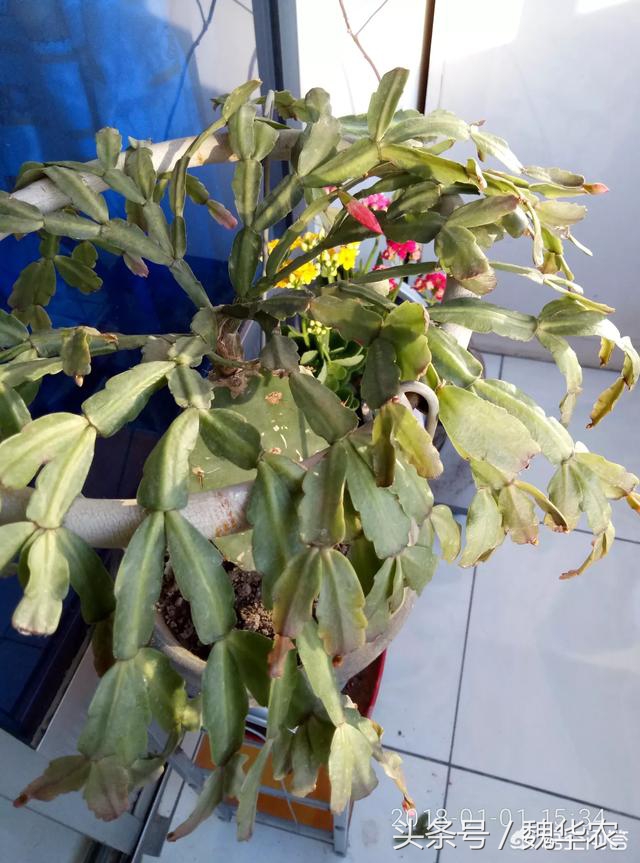 仙人掌嫁接蟹爪兰怎么知道活了,仙人掌嫁接仙人指枝条不够咋办