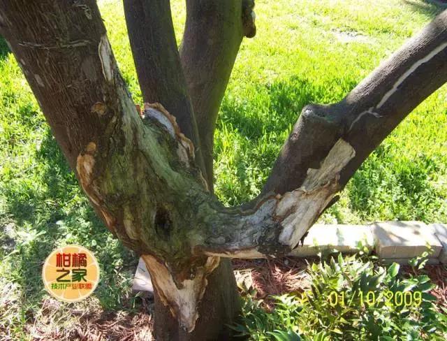 柑橘脚腐病防治视频,柑橘脚腐病是什么原因