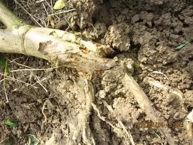 柑橘脚腐病防治视频,柑橘脚腐病是什么原因