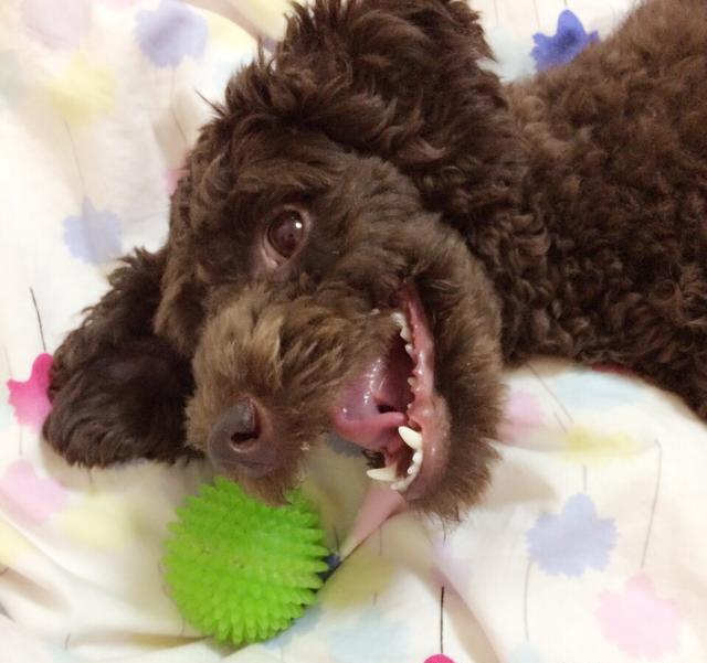 宠物囧事合集,狗狗放屁太臭了熏到主人怎么办