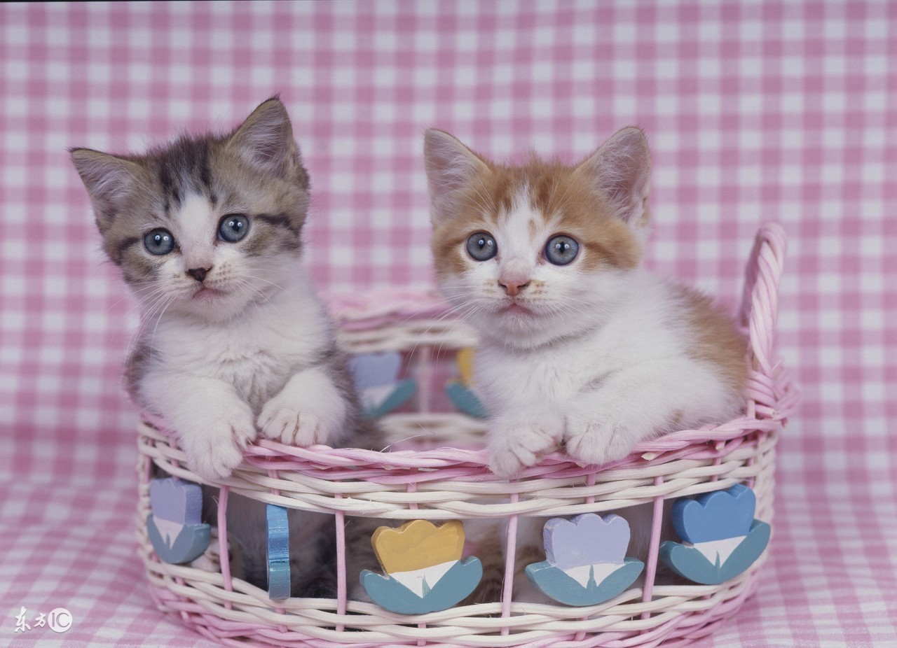 喵咪怀孕了咋一直叫,主子怀孕猫咪的反应