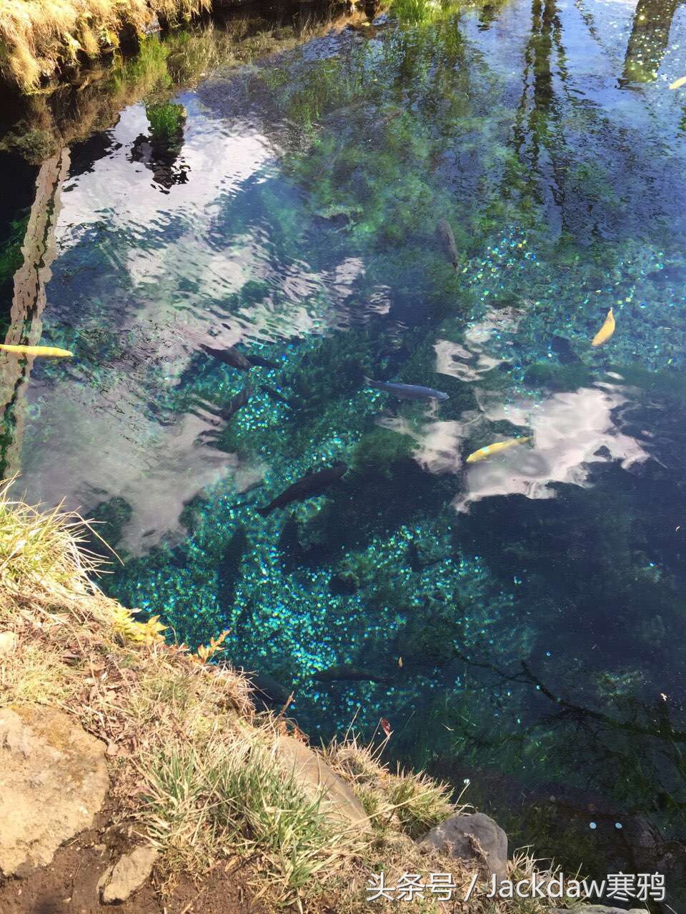 日本景点忍野八海,走进日本富士山视频