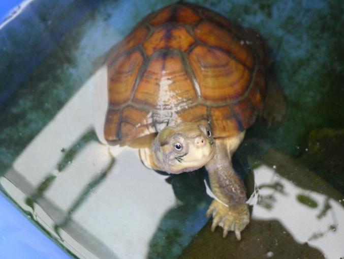 黄喉龟养殖方法和注意事项,黄喉小青龟饲养