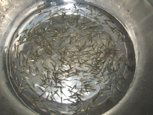 黄喉龟养殖方法和注意事项,黄喉小青龟饲养