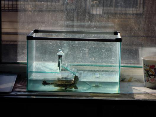 一只巴西龟的真实故事,巴西龟一生只认一个主人吗