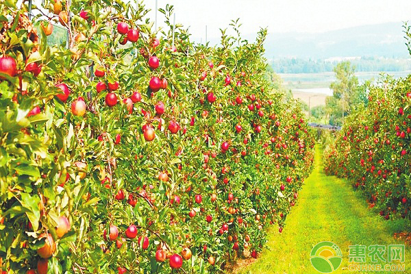 果农经营技巧和管理,果农必须要知道的小技巧