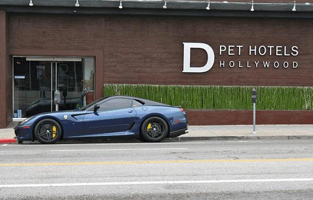 当狗炫起富来根本没人什么事儿了