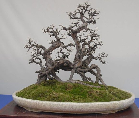 盆景雀梅怕冷吗,盆景雀梅好养吗怎么养