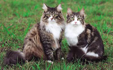 关于缅因猫的一些知识你都知道吗,阴影色缅因猫介绍