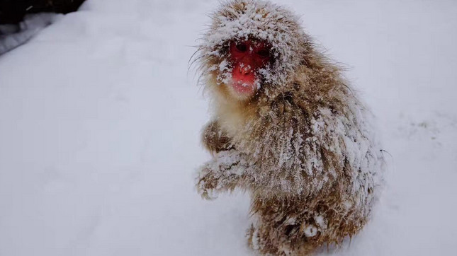 为了赚钱，用猴子泡温泉赚眼球！网友说：太心疼了，看不下去了