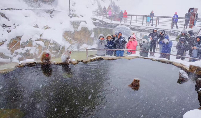 为了赚钱，用猴子泡温泉赚眼球！网友说：太心疼了，看不下去了